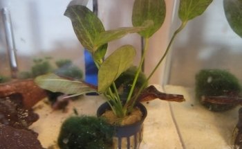 Badgerland Saltwater