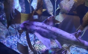 Tide Pool and Aquarium