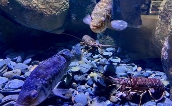 Tide Pool and Aquarium