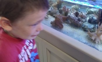 All About Fish