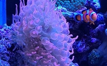 All About Fish