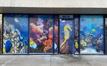 Todo Sobre Peces
