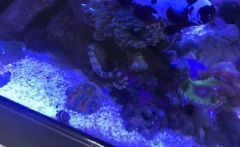 All About Fish