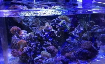 All About Fish