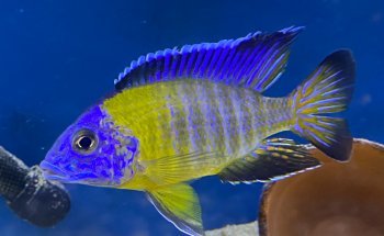 Lake Michigan Cichlids