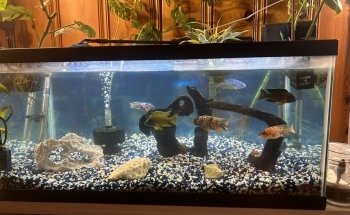 Lake Michigan Cichlids