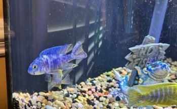 Lake Michigan Cichlids