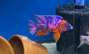 Lake Michigan Cichlids