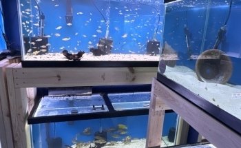 Lake Michigan Cichlids