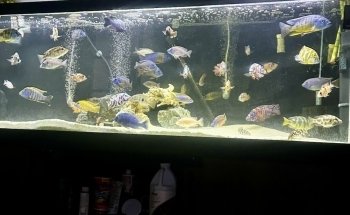 Lake Michigan Cichlids