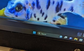 Lake Michigan Cichlids