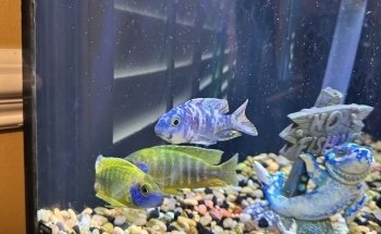 Lake Michigan Cichlids