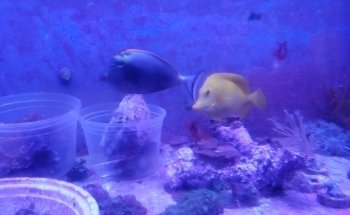 Drysdale Aquarium Inc