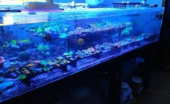 Drysdale Aquarium Inc