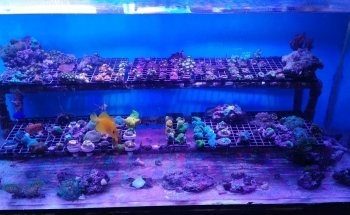 Drysdale Aquarium Inc