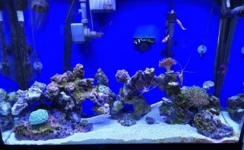 Drysdale Aquarium Inc