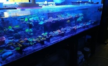 Drysdale Aquarium Inc