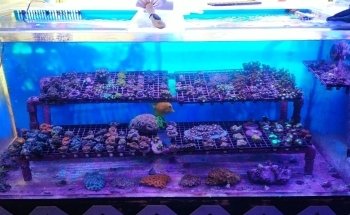 Acuario Drysdale S.A.