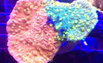 Drysdale Aquarium Inc