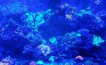 Drysdale Aquarium Inc