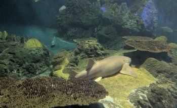 Shark Experience