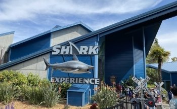 Shark Experience