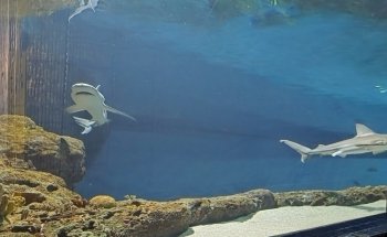 Shark Experience