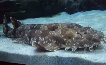 Shark Experience