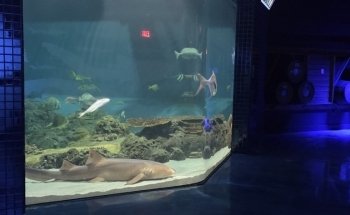 Shark Experience