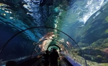 Experiencia de Tiburones