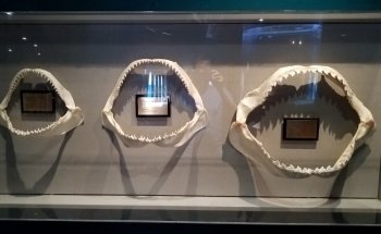 Shark Experience