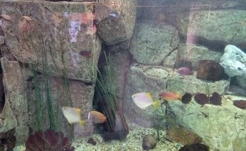 Acuario Atlantis de Caesars Forum Shops