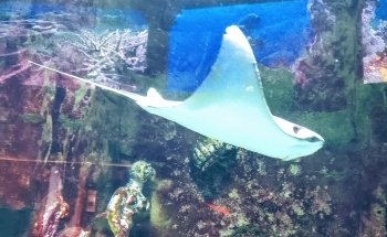 Caesars Forum Shop Atlantis Aquarium