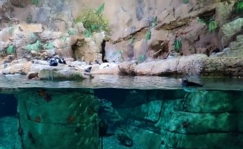 Penguin Encounter