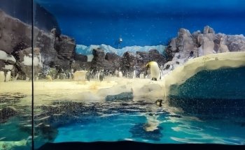 Penguin Encounter