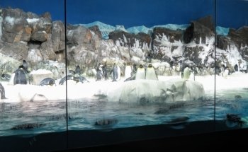 Penguin Encounter
