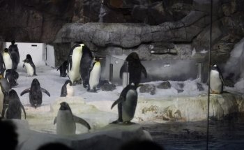 Encuentro con pingüinos
