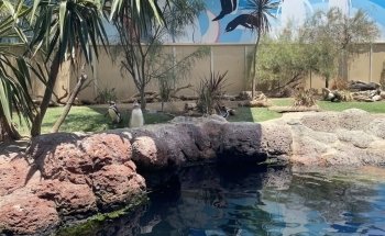 Penguin Encounter