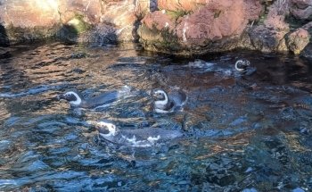 Penguin Encounter