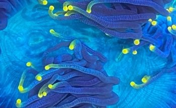 Island Fish and Scale