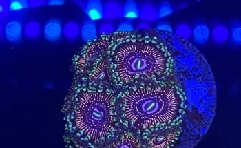 Island Fish and Scale