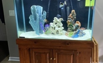 Island Fish and Scale