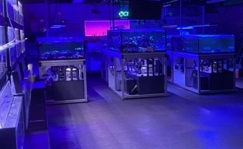 Island Fish and Scale