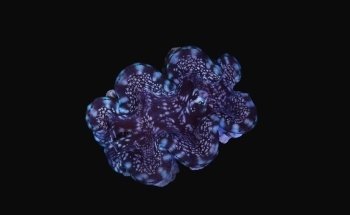 Island Fish and Scale