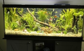 Island Fish and Scale