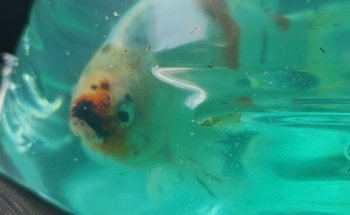 Green Lake Tropical Fish Farm