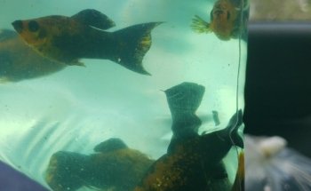 Green Lake Tropical Fish Farm