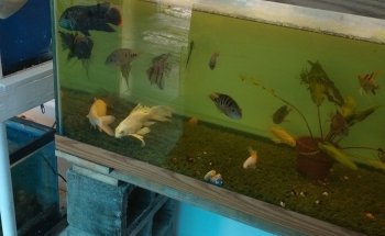 Green Lake Tropical Fish Farm