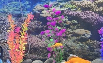 Green Lake Tropical Fish Farm