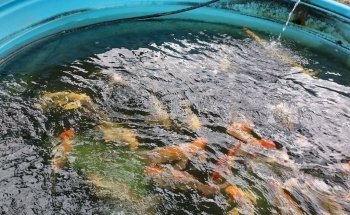 Green Lake Tropical Fish Farm